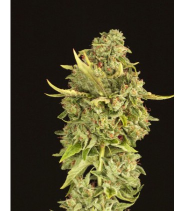 banco de semillas DEVILS HARVEST SEEDS HELLS BELLS REG (10) DEVIL´S HARVEST SEEDS