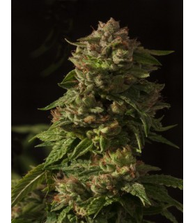 FALLEN ANGEL REG (10) DEVIL´S HARVEST SEEDS