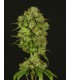 banco de semillas DEVILS HARVEST SEEDS CASEY JONES REG (10) DEVIL´S HARVEST SEEDS