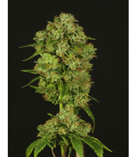 CASEY JONES REG (10) DEVIL´S HARVEST SEEDS