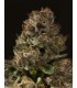 banco de semillas DEVILS HARVEST SEEDS STRAWBERRY SOUR DIESEL
