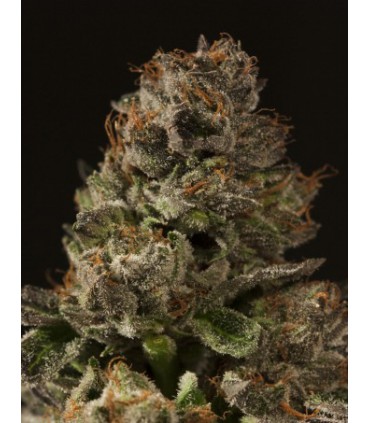 banco de semillas DEVILS HARVEST SEEDS STRAWBERRY SOUR DIESEL