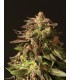banco de semillas DEVILS HARVEST SEEDS SHORELINE 100% DEVIL´S HARVEST SEEDS