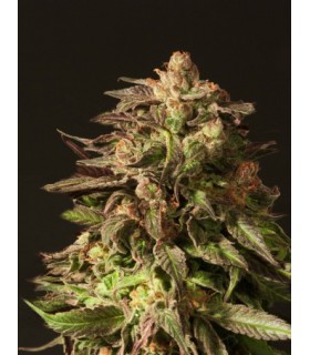banco de semillas DEVILS HARVEST SEEDS SHORELINE 100% DEVIL´S HARVEST SEEDS