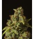 banco de semillas DEVILS HARVEST SEEDS ROLLEX OG KUSH 100% DEVIL´S HARVEST SEEDS