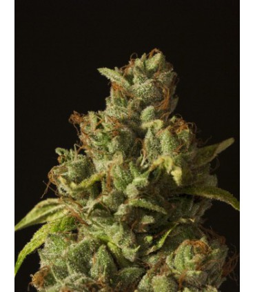 ROLLEX OG KUSH 100% DEVIL´S HARVEST SEEDS
