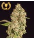banco de semillas DEVILS HARVEST SEEDS OG REEK´N 100% DEVIL´S HARVEST SEEDS