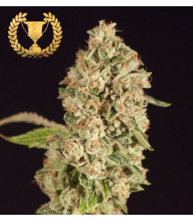 banco de semillas DEVILS HARVEST SEEDS OG REEK´N 100% DEVIL´S HARVEST SEEDS