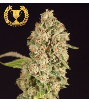 OG REEK´N 100% DEVIL´S HARVEST SEEDS