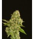 banco de semillas DEVILS HARVEST SEEDS KUCHI 100% DEVIL´S HARVEST SEEDS