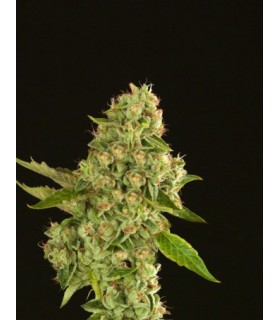 banco de semillas DEVILS HARVEST SEEDS KUCHI 100% DEVIL´S HARVEST SEEDS