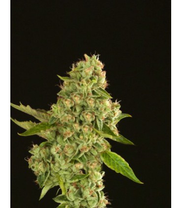 banco de semillas DEVILS HARVEST SEEDS KUCHI 100% DEVIL´S HARVEST SEEDS