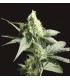 banco de semillas DEVILS HARVEST SEEDS GOLDEN HAZE 100% DEVIL´S HARVEST SEEDS