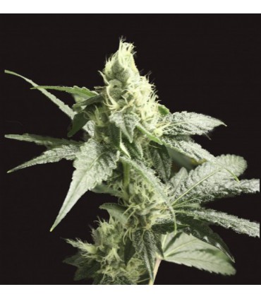 GOLDEN HAZE 100% DEVIL´S HARVEST SEEDS