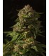 banco de semillas DEVILS HARVEST SEEDS FALLEN ANGEL 100% DEVIL´S HARVEST SEEDS