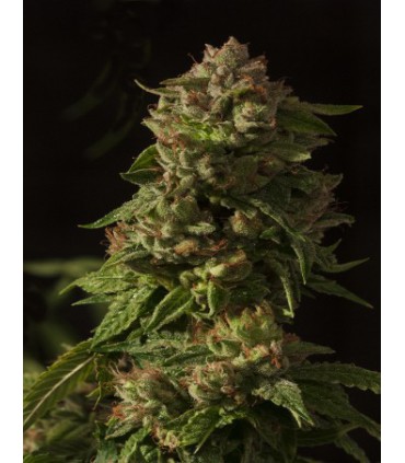 FALLEN ANGEL 100% DEVIL´S HARVEST SEEDS