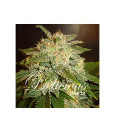 LA BELLA AFRODITA AUTO