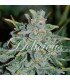 banco de semillas DELICIOUS NORTHERN LIGHT BLUE AUTO banco de semillas DELICIOUS NORTHERN LIGHT BLUE AUTO