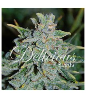 banco de semillas DELICIOUS NORTHERN LIGHT BLUE AUTO