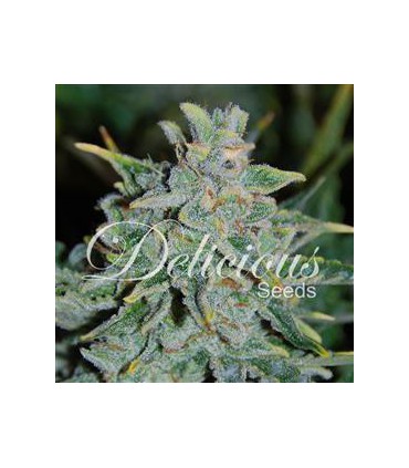 banco de semillas DELICIOUS NORTHERN LIGHT BLUE AUTO