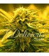 banco de semillas DELICIOUS SUGAR BLACK ROSE AUTO banco de semillas DELICIOUS SUGAR BLACK ROSE AUTO