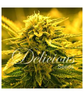 banco de semillas DELICIOUS SUGAR BLACK ROSE AUTO