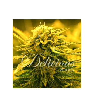 banco de semillas DELICIOUS SUGAR BLACK ROSE AUTO