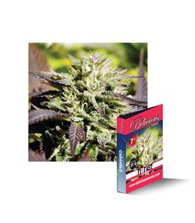 banco de semillas DELICIOUS CARAMELO F1 RAPID 100% DELICIOUS