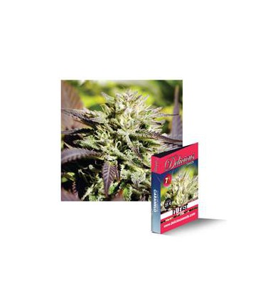 banco de semillas DELICIOUS CARAMELO F1 RAPID 100% DELICIOUS