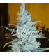 banco de semillas DELICIOUS CRITCAL JACK HERER banco de semillas DELICIOUS CRITCAL JACK HERER