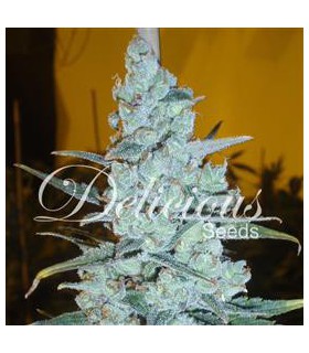banco de semillas DELICIOUS CRITCAL JACK HERER