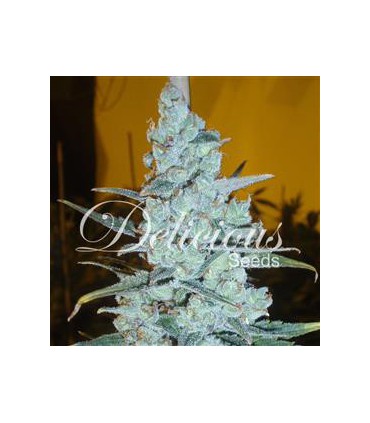 banco de semillas DELICIOUS CRITCAL JACK HERER