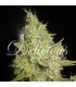 banco de semillas DELICIOUS CRITICAL KALI MIST banco de semillas DELICIOUS CRITICAL KALI MIST
