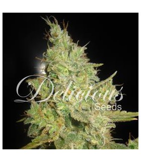 banco de semillas DELICIOUS CRITICAL KALI MIST