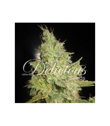 banco de semillas DELICIOUS CRITICAL KALI MIST