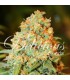 banco de semillas DELICIOUS CRITICAL SUPER SILVER HAZE banco de semillas DELICIOUS CRITICAL SUPER SILVER HAZE