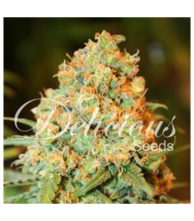 banco de semillas DELICIOUS CRITICAL SUPER SILVER HAZE