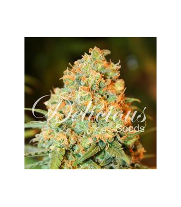 banco de semillas DELICIOUS CRITICAL SUPER SILVER HAZE