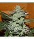 banco de semillas DELICIOUS DESCONOCIDA KUSH 100% DELICIOUS banco de semillas DELICIOUS DESCONOCIDA KUSH 100% DELICIOUS