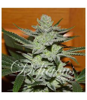 banco de semillas DELICIOUS DESCONOCIDA KUSH 100% DELICIOUS