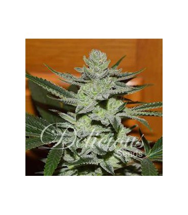 banco de semillas DELICIOUS DESCONOCIDA KUSH 100% DELICIOUS
