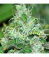 banco de semillas DELICIOUS FRUITY CHRONIC JUICE banco de semillas DELICIOUS FRUITY CHRONIC JUICE