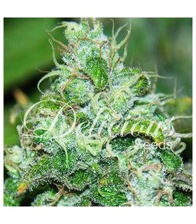 banco de semillas DELICIOUS FRUITY CHRONIC JUICE