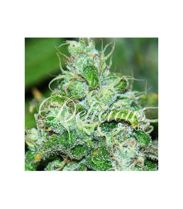 banco de semillas DELICIOUS FRUITY CHRONIC JUICE
