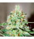 banco de semillas DELICIOUS JÄGG KUSH 100% DELICIOUS banco de semillas DELICIOUS JÄGG KUSH 100% DELICIOUS