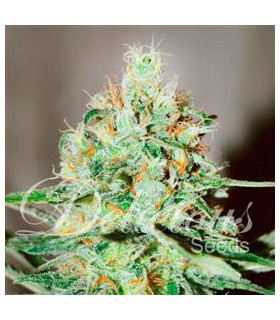 banco de semillas DELICIOUS JÄGG KUSH 100% DELICIOUS