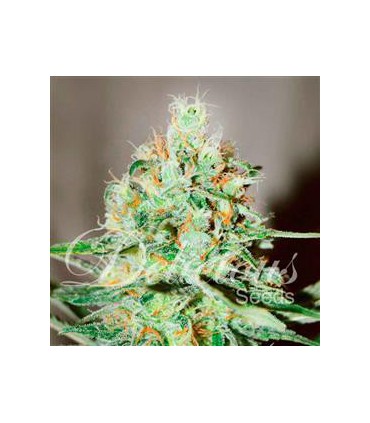 banco de semillas DELICIOUS JÄGG KUSH 100% DELICIOUS
