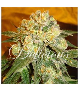 banco de semillas DELICIOUS MARMALATE