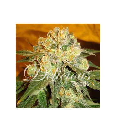 banco de semillas DELICIOUS MARMALATE