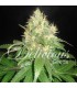 banco de semillas DELICIOUS NORTHERN LIGHT BLUE banco de semillas DELICIOUS NORTHERN LIGHT BLUE